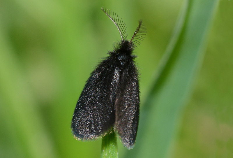 Psychidae da det.